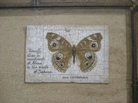 Бабочки фрагмент 1